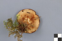 Paxillus involutus image